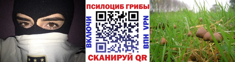 Купить где  Зеленокумск  Галлюциногенные грибы Psilocybe 